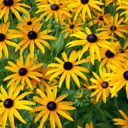 Kornblumen in Nahaufnahme